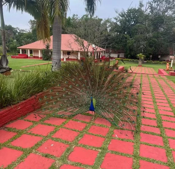 A fazenda do apresentador Ratinho por Reprodução/Redes Sociais 