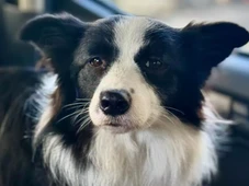 Imagem - Cadela é resgatada após passar, pelo menos, dois dias presa dentro de carro