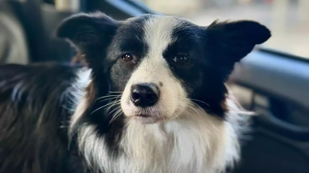 Cadela é resgatada após passar, pelo menos, dois dias presa dentro de carro 