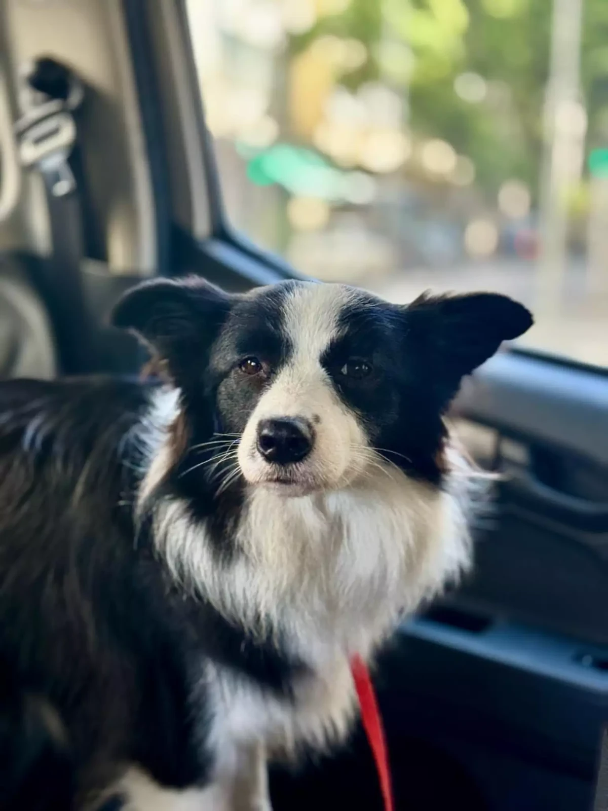 Cadela é resgatada após passar, pelo menos, dois dias presa dentro de carro por Divulgação