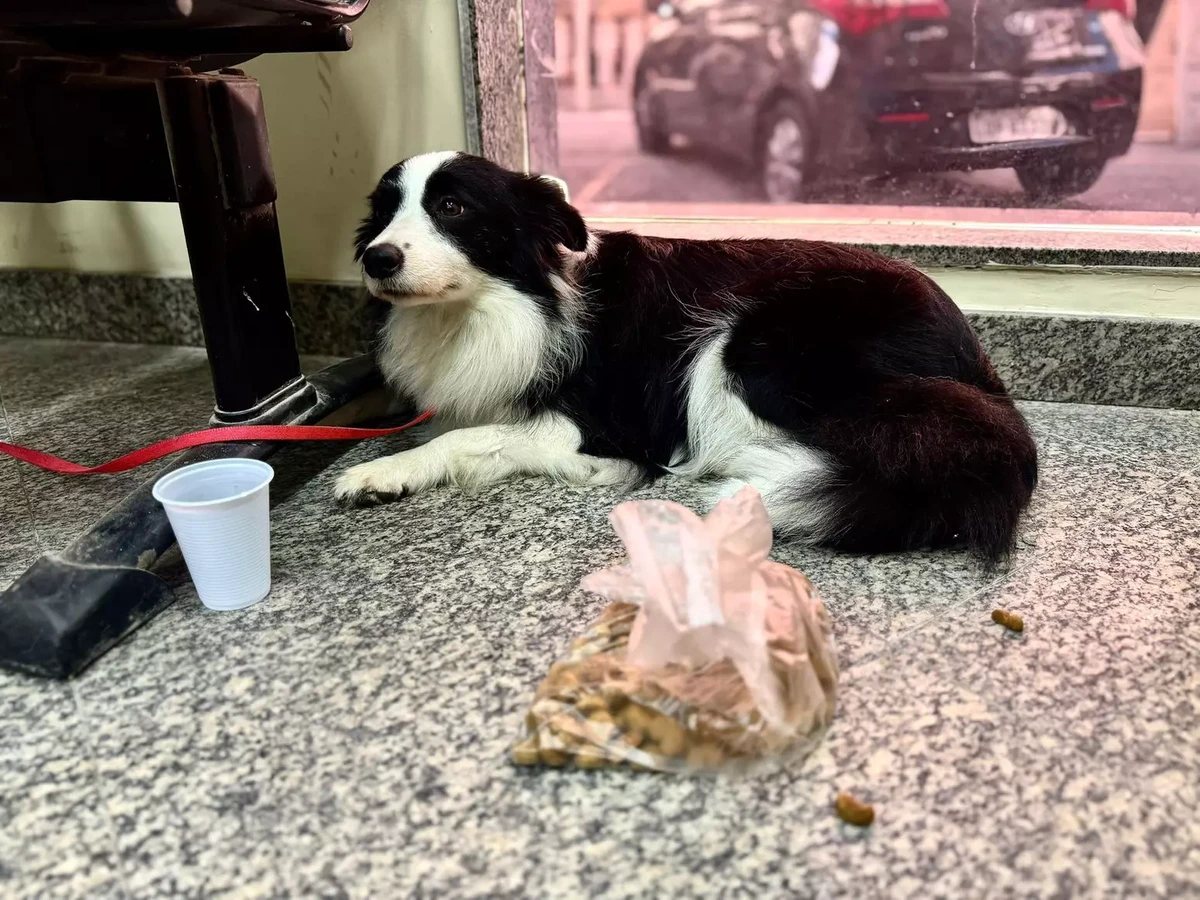 Cadela é resgatada após passar, pelo menos, dois dias presa dentro de carro por Divulgação
