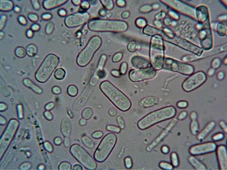 Imagem - Por que vírus 'bons' são a última esperança contra a resistência mortal das superbactérias