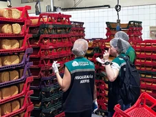 Imagem - Infestação de baratas: fábrica de pães é fechada e deve ser multada em R$ 24 mil