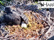 Imagem - Filhote de uma das maiores águias do planeta nasce na Bahia