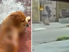Imagem - Novo ataque a cão comunitário: mulher atira óleo quente contra animal que estava deitado na calçada; veja
