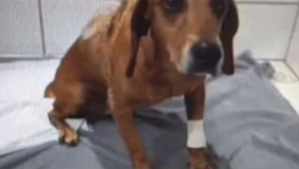 Cão comunitário Johnny é atacado com óleo quente por Reprodução