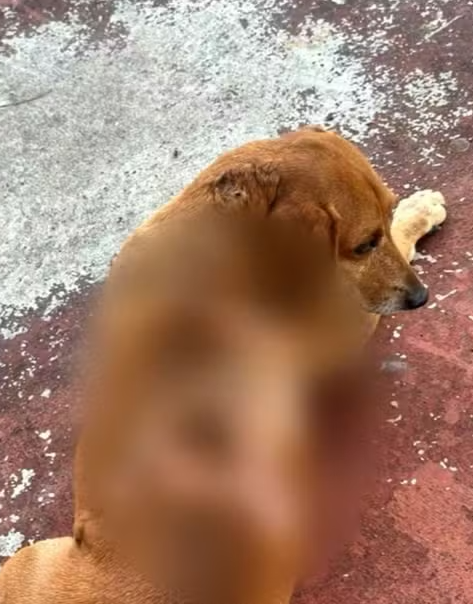 Cão comunitário Johnny é atacado com óleo quente por Reprodução