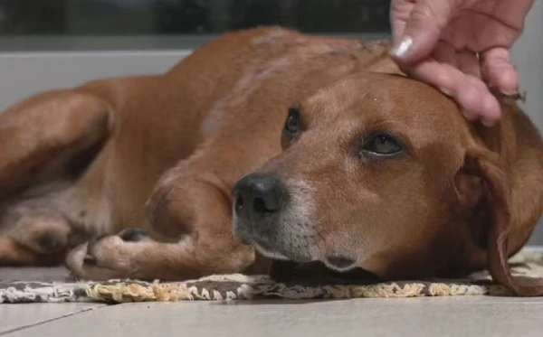 Cão comunitário Johnny é atacado com óleo quente por Reprodução