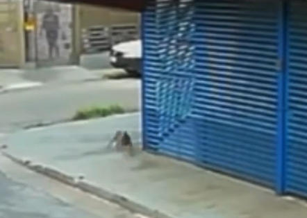 Cão comunitário Johnny é atacado com óleo quente por Reprodução