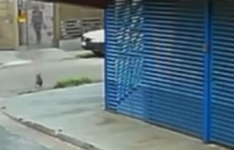 Cão comunitário Johnny é atacado com óleo quente por Reprodução