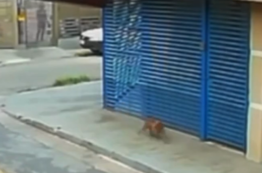 Cão comunitário Johnny é atacado com óleo quente por Reprodução