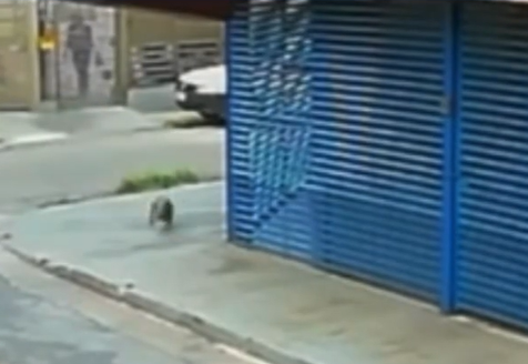 Cão comunitário Johnny é atacado com óleo quente por Reprodução