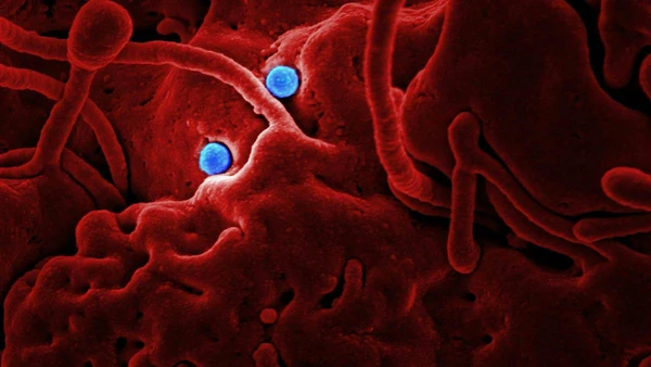 Cientistas buscam entender como limpar células danificadas e estimular a renovação natural do corpo