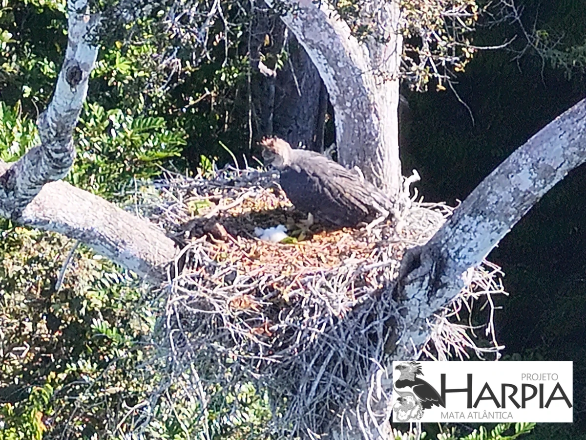 Ninho fica na área da Reserva Particular do Patrimônio Natural (RPPN) Estação Veracel por Divulgação/Projeto Harpia Mata Atlântica