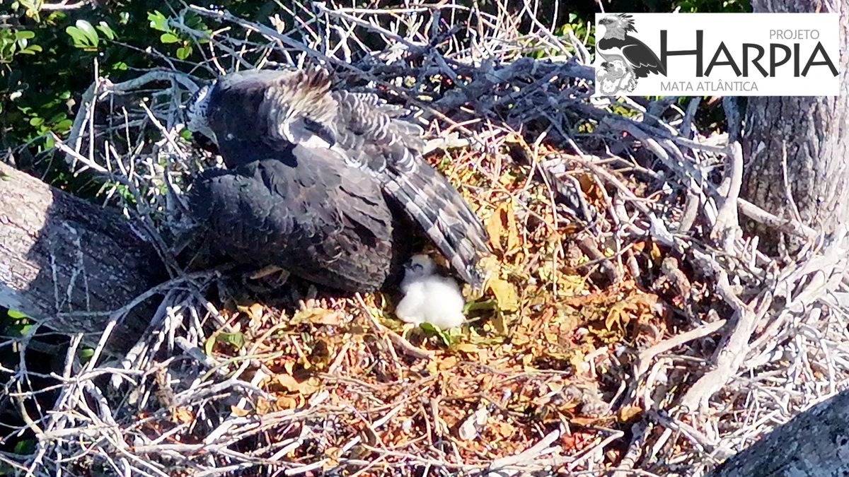 Filhote de harpia nasceu há cerca de duas semanas no extremo sul do estado
