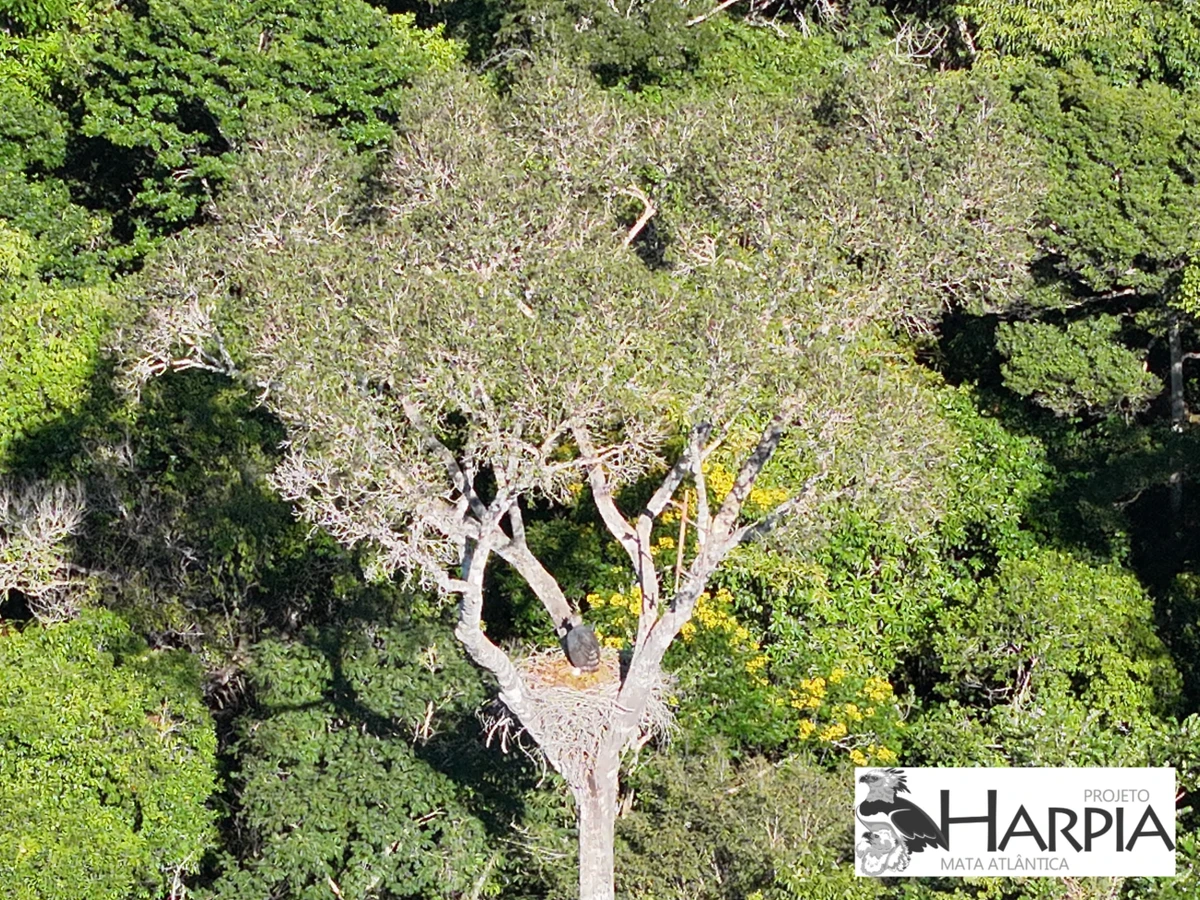 Filhote de harpia nasceu há cerca de duas semanas no extremo sul do estado por Divulgação/Projeto Harpia Mata Atlântica