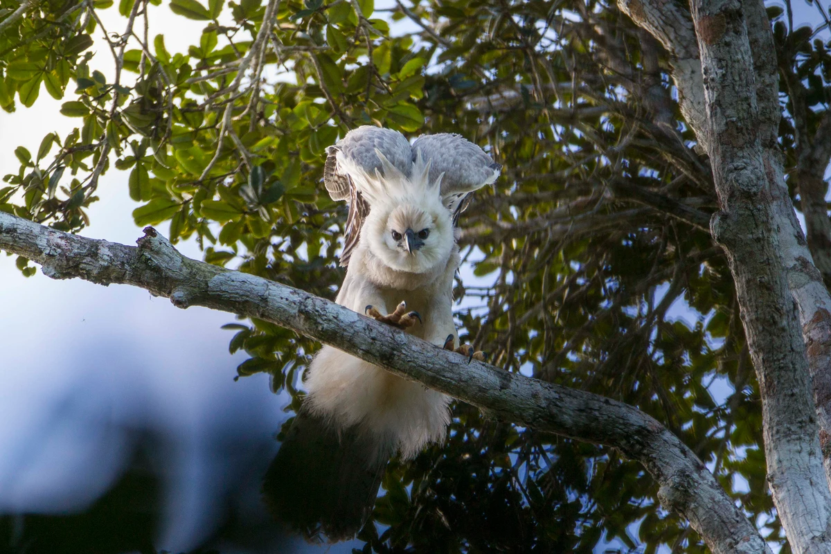 Harpia na Estação Veracel por Divulgação/João Marcos Rosa