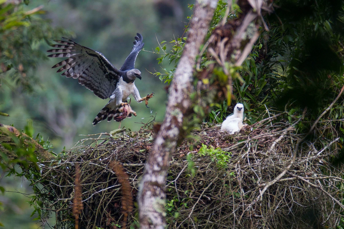 Harpia com filhote na Estação Veracel por Divulgação/João Marcos Rosa