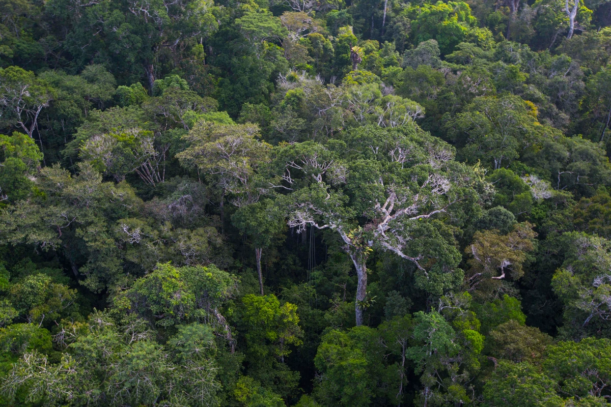 Harpia na Estação Veracel por Divulgação/João Marcos Rosa