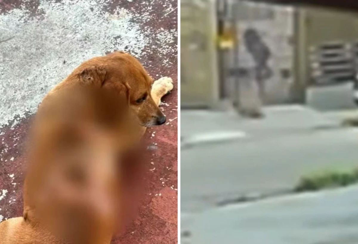 O ataque contra o cão Johnny foi registrado por uma câmera de segurança