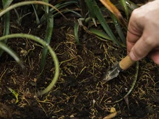 Imagem - Nova caça aos antibióticos na Amazônia vira alerta para soberania após ameaças de guerra