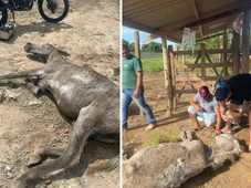 Imagem - Jumento é resgatado debilitado e caído no chão em situação de maus-tratos na Bahia