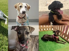 Imagem - Feira de adoção reúne pets, vacinação antirrábica e show gratuito neste sábado (21)