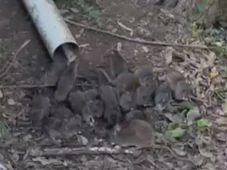 Imagem - Infestação de ratos: empresa de reciclagem é notificada e ficará fechada por 15 dias