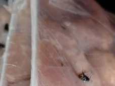 Imagem - Dois supermercados são autuados após fiscalização identificar insetos na comida e frutas estragadas