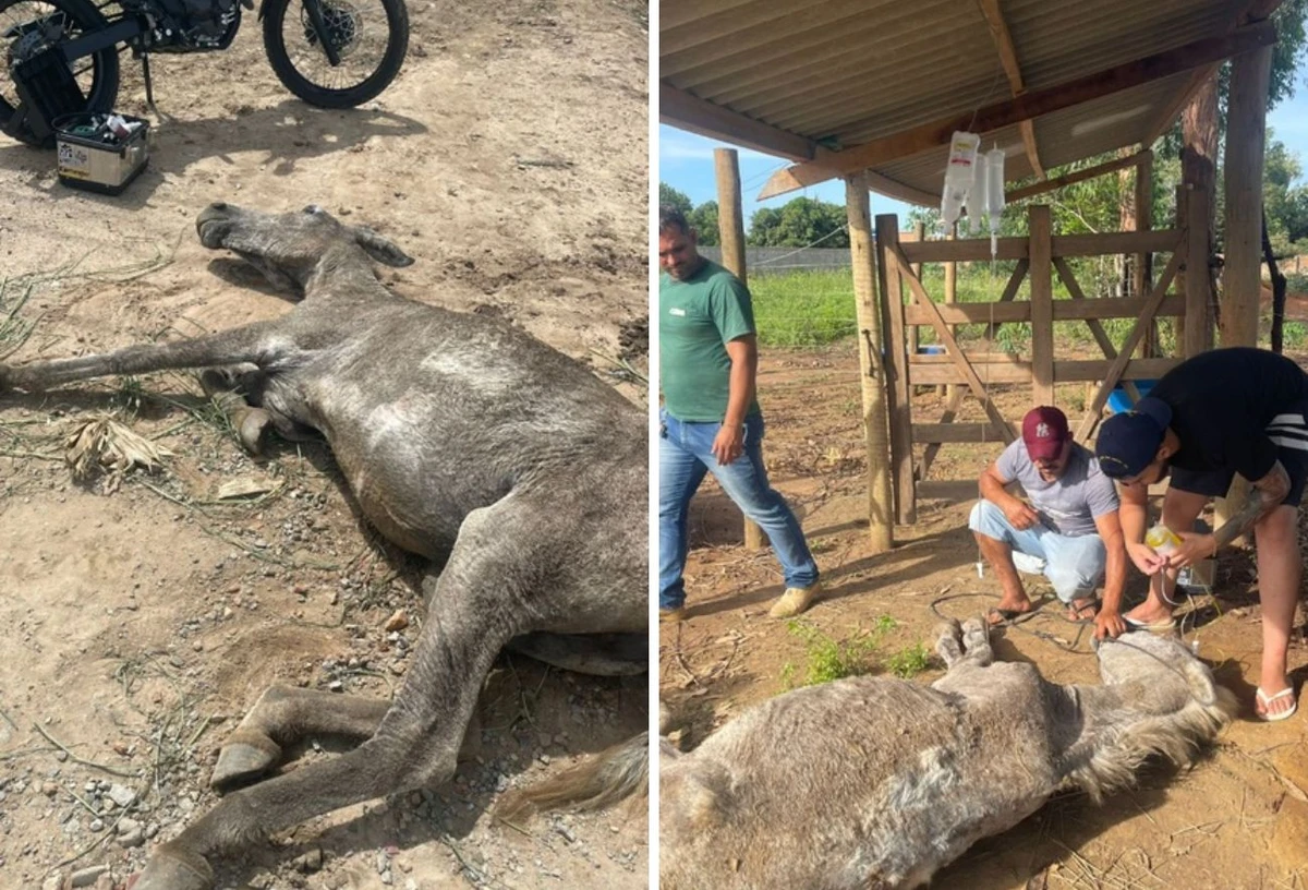 Animal foi encontrado caído no chão em um dia de alta temperatura