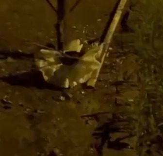 Arquivo pessoal por Infestação de ratos 