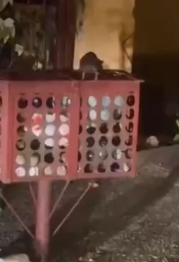 Arquivo pessoal por Infestação de ratos 