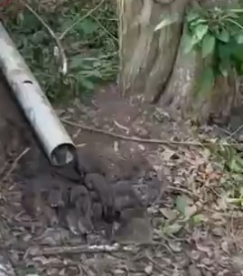 Arquivo pessoal por Infestação de ratos 