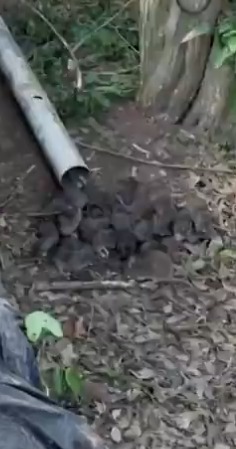 Arquivo pessoal por Infestação de ratos 