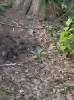 Arquivo pessoal por Infestação de ratos 