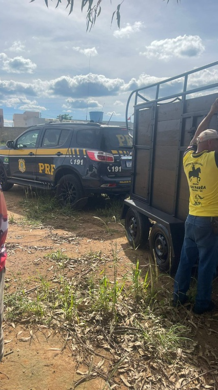 Equino foi encontrado caído no chão e com sinais de maus-tratos por Divulgação/PRF