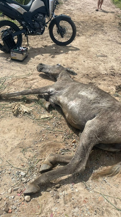 Equino foi encontrado caído no chão e com sinais de maus-tratos por Divulgação/PRF