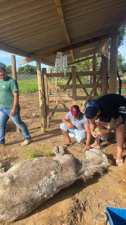 Equino foi encontrado caído no chão e com sinais de maus-tratos por Divulgação/PRF
