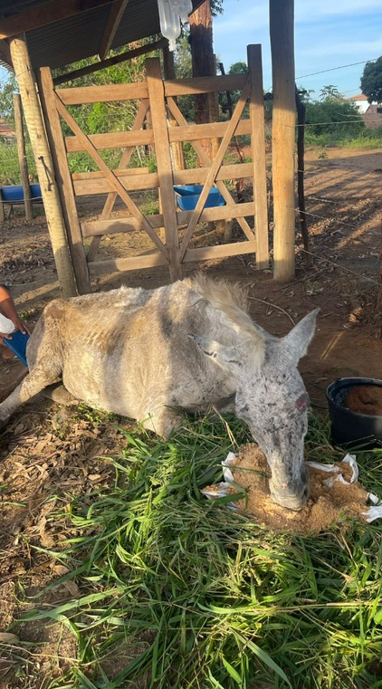 Equino foi encontrado caído no chão e com sinais de maus-tratos por Divulgação/PRF