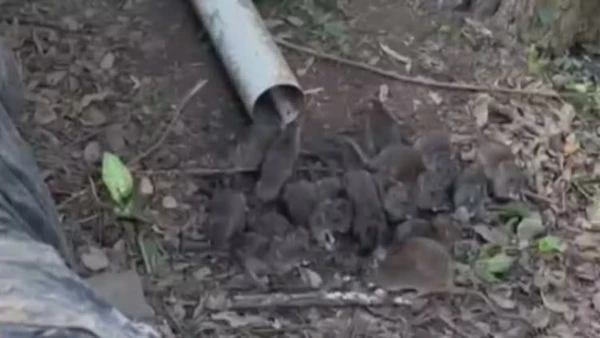 Infestação de ratos