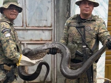 Imagem - Sucuri é encontrada em frente a casa por moradores em Salvador