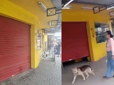 Imagem - Ratos no salão: mercado é fechado após fiscalização encontrar sujeira e mercadorias vencidas