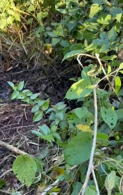 Área de mata onde o corpo foi encontrado por Reprodução