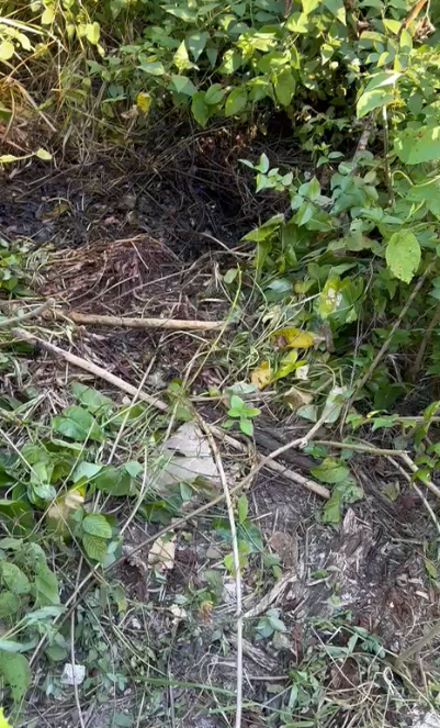 Área de mata onde o corpo foi encontrado por Reprodução