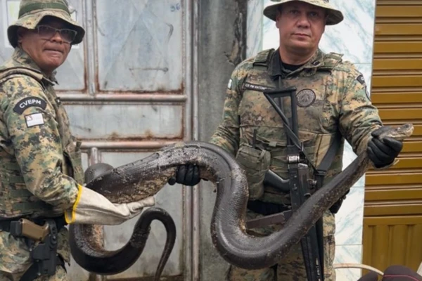 Cobra foi recolhida pela PM