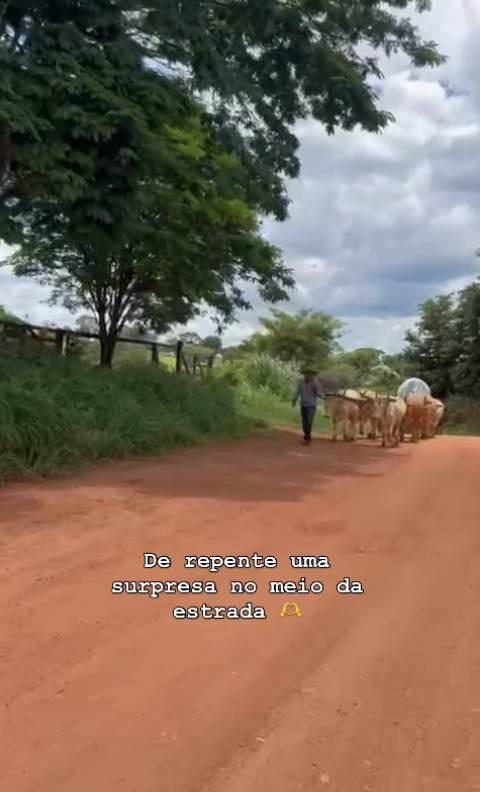 Pecuarista Roseli Tavares por Reprodução | Instagram