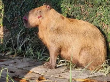 Imagem - Polícia prende 6 homens e apreende 2 menores por agressão a capivara: 'trata-se de um crime brutal'