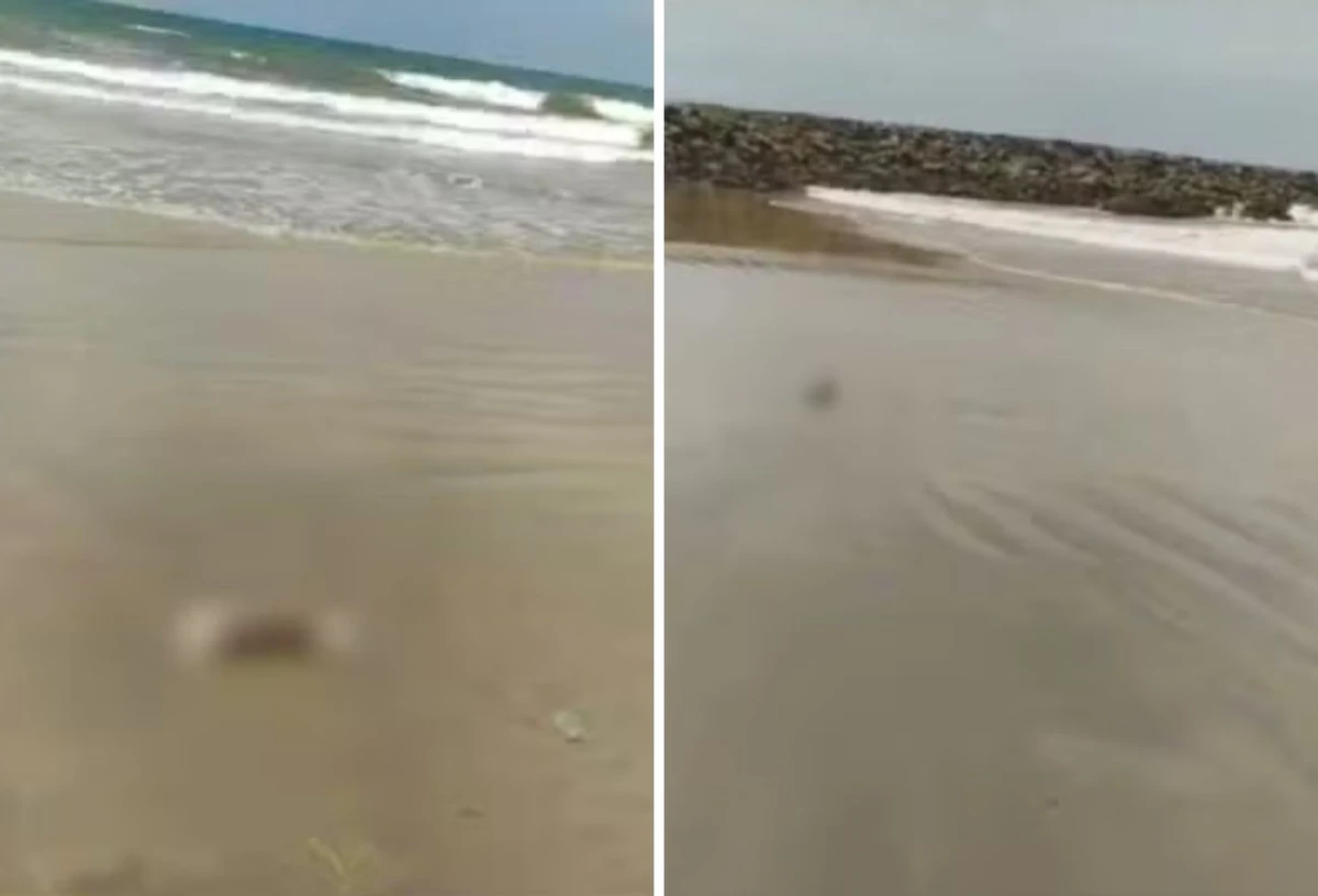 Partes de corpo humano foram encontradas na Praia da Leste-Oeste