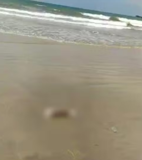 No local apareceram pernas e uma cabeça humana por Reprodução