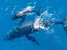 Imagem - Ouro flutuante: por que o vômito de baleias cachalotes vale tanto?